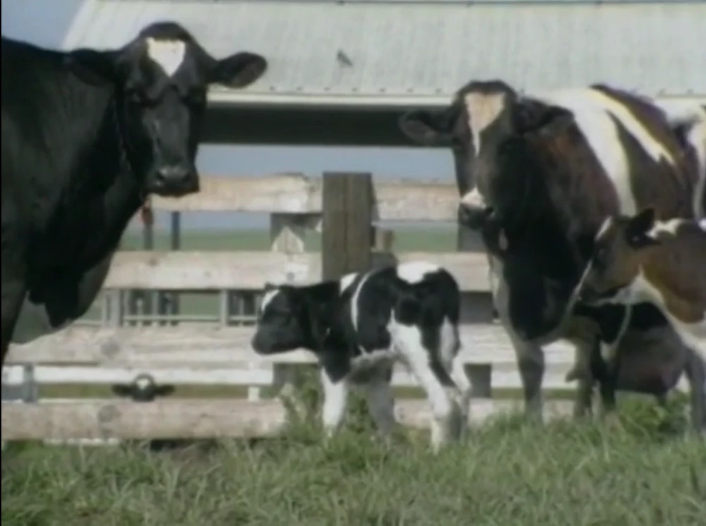 JordanWill46355's tweet photo. The cows didnโt look up #CowAppreciationDay https://t.co/lQG7Z4XNP8