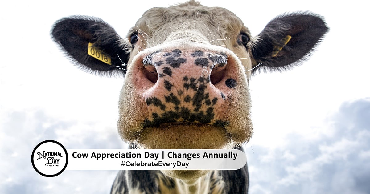 JordanWill46355's tweet photo. The cows didnโt look up #CowAppreciationDay https://t.co/lQG7Z4XNP8