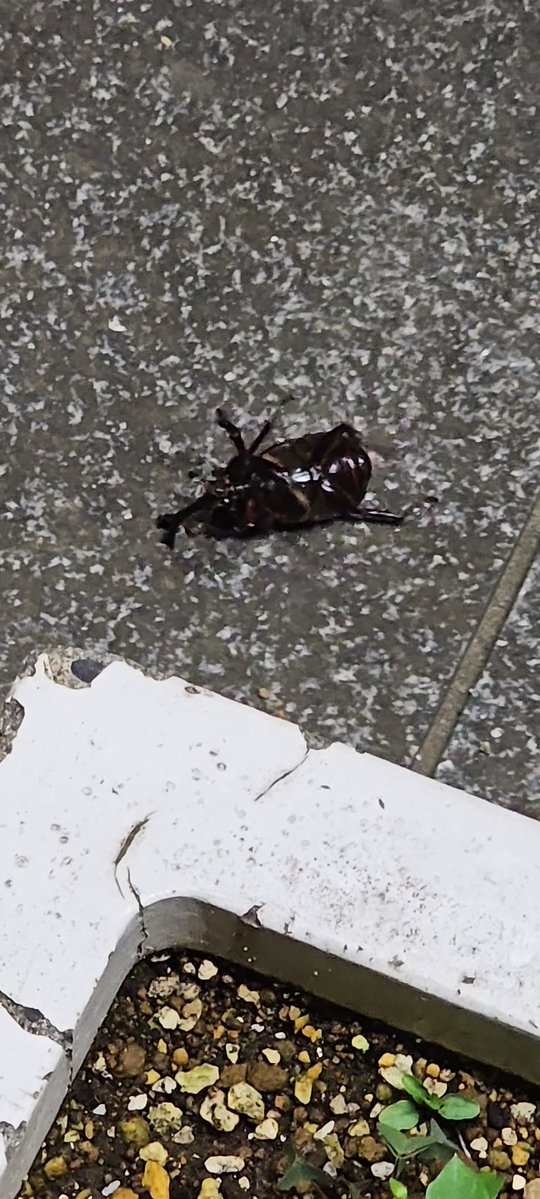 ATM73186204's tweet photo. 埼玉のカブトムシ https://t.co/c2QofPKKHo