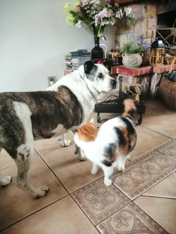 MariaAn63751239's tweet photo. Miłego popołudnia nasi kochani przyjaciele 🤗🥰🐦🐦‍⬛🌳🐕🐩🐈🐈‍⬛🌷🌼🌸🌺🦋🐞🐝🐸☁️ https://t.co/E36jFgqnhS