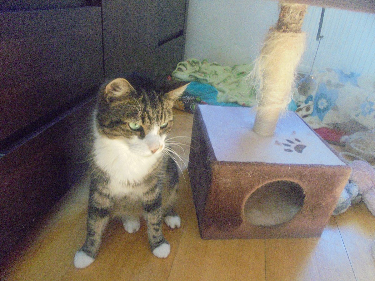 MariaAn63751239's tweet photo. Miłego popołudnia nasi kochani przyjaciele 🤗🥰🐦🐦‍⬛🌳🐕🐩🐈🐈‍⬛🌷🌼🌸🌺🦋🐞🐝🐸☁️ https://t.co/E36jFgqnhS