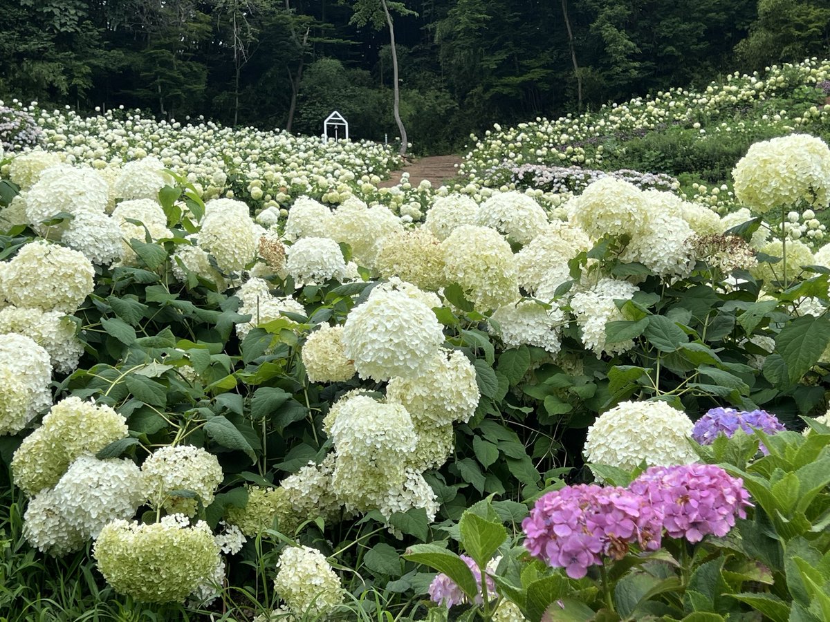 reechoral's tweet photo. 市内に「小田神社」⛩️があるとのことで、行ってきました❣️
ほんとに小田（鹿島）神社⛩️小田さんにあやかり階段を登って参拝しました✨

近くに紫陽花のステキなお寺もあり癒されました。 https://t.co/VcTdKahvJL