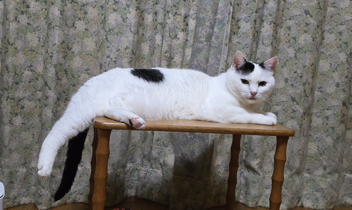 sironezumi77's tweet photo. 最初はこんなに小さかったんだよ😸 https://t.co/u5bZ9meGf4