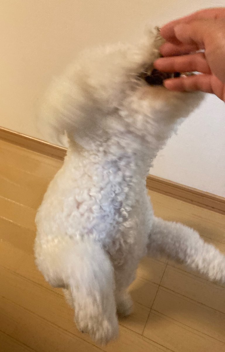 macandplum's tweet photo. 躍動感
(飼い主の手を噛むため) https://t.co/VkiRFfWHgN