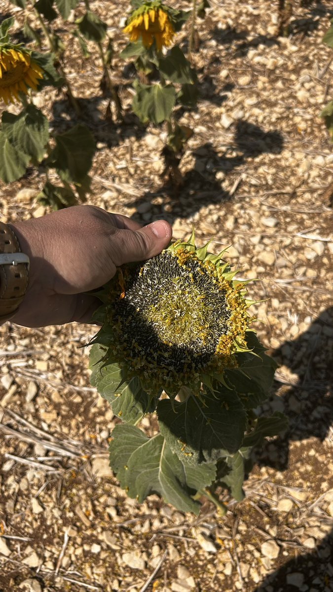 OlivierCOSTE2's tweet photo. Au moins @BONNIN1402,elle a le mérite d’être propre.
Je fais @PortierArthur et @SergeZaka,mon #CropTour #Tournesol #Sunflower 🌻 sur les plateaux du Tonnerrois #Yonne.
En raison de la #sécheresse et les effets des #Canicules.
#Moisson2026,avant le 15 août/potentiel 800 kg/ha 🫣. https://t.co/XCWXubC7lG
