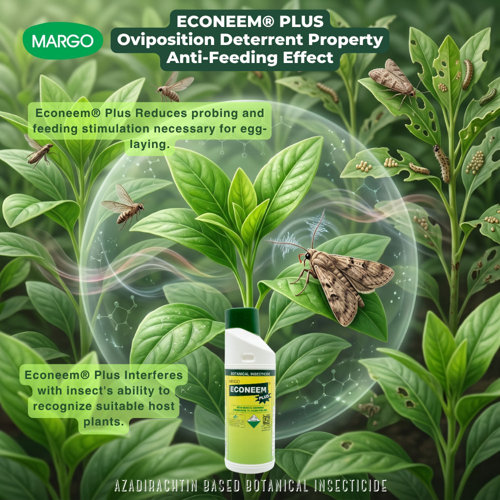 PJMARGOBIO's tweet photo. Oviposition Deterrent Property of Azadirachtin-Based Insecticides – ECONEEM® PLUS: ಮೊಟ್ಟೆ ಇಡುವಿಕೆಯನ್ನು ತಡೆಯುವ (Oviposition Deterrent) ಗುಣಲಕ್ಷಣ
#MargoBiocontrols #PJMargo #Sustainability #Biosolutions #agriculture #IPM #OVIPOSITIONDETERRENT #MARGO https://t.co/EuNs2fVol5
