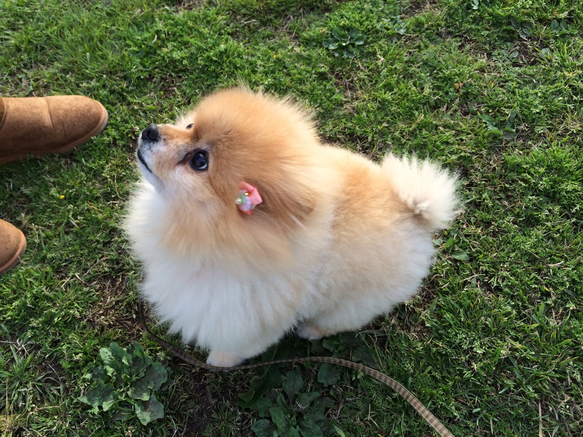 e9bo24's tweet photo. 今日はポメ子さんの誕生日！
生きてたら21歳かぁ
にしても、いつもデカポメ見てるから、すごく小さく見えます
ポメラニアンとしては標準サイズなんですけどね、ポメ子さん https://t.co/tQekGstJJI