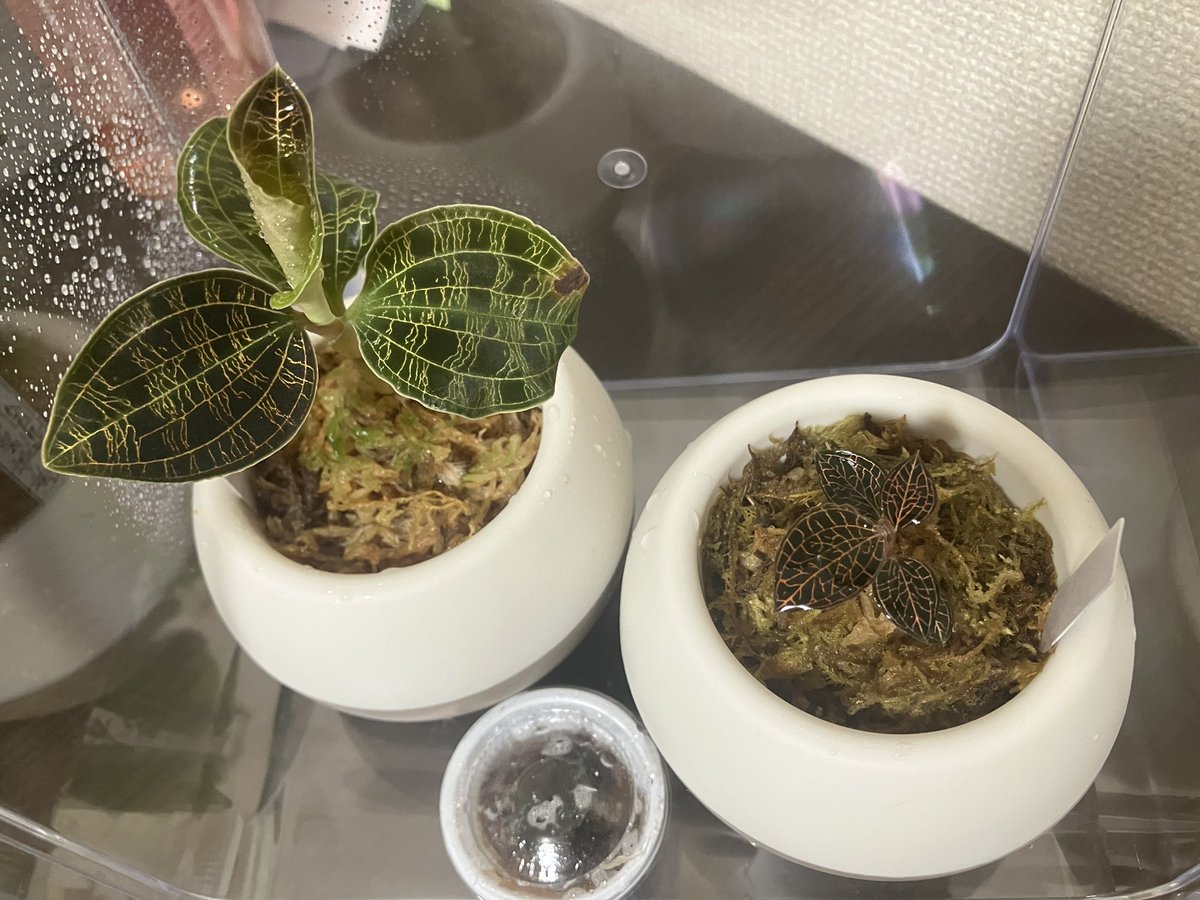 plants_taro's tweet photo. DAISOで¥330にて購入✨

断然見栄えが良くなった✨

@Chaconne_CSC さん、アドバイスありがとうございます😊

#ジュエルオーキッド 
#マコデスペトラ 
#アネクトキルス
#ビカクシダ 
#観葉植物 https://t.co/b5g70NXlRJ