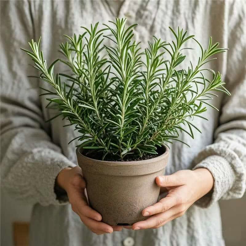 X9tsaKFkzspyzKg's tweet photo. [Turn old glass jars into cute herb planters with some paint and soil—zero waste, big charm!  #UpCycleCraft]， https://t.co/Kt4gXmSdIh
