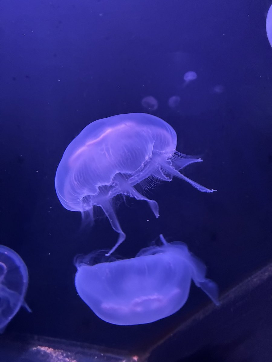chachachachason's tweet photo. こぢんまり水族館たのしかった🪼 https://t.co/AGZqBL0LP2