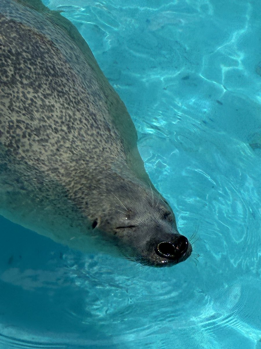 chachachachason's tweet photo. こぢんまり水族館たのしかった🪼 https://t.co/AGZqBL0LP2