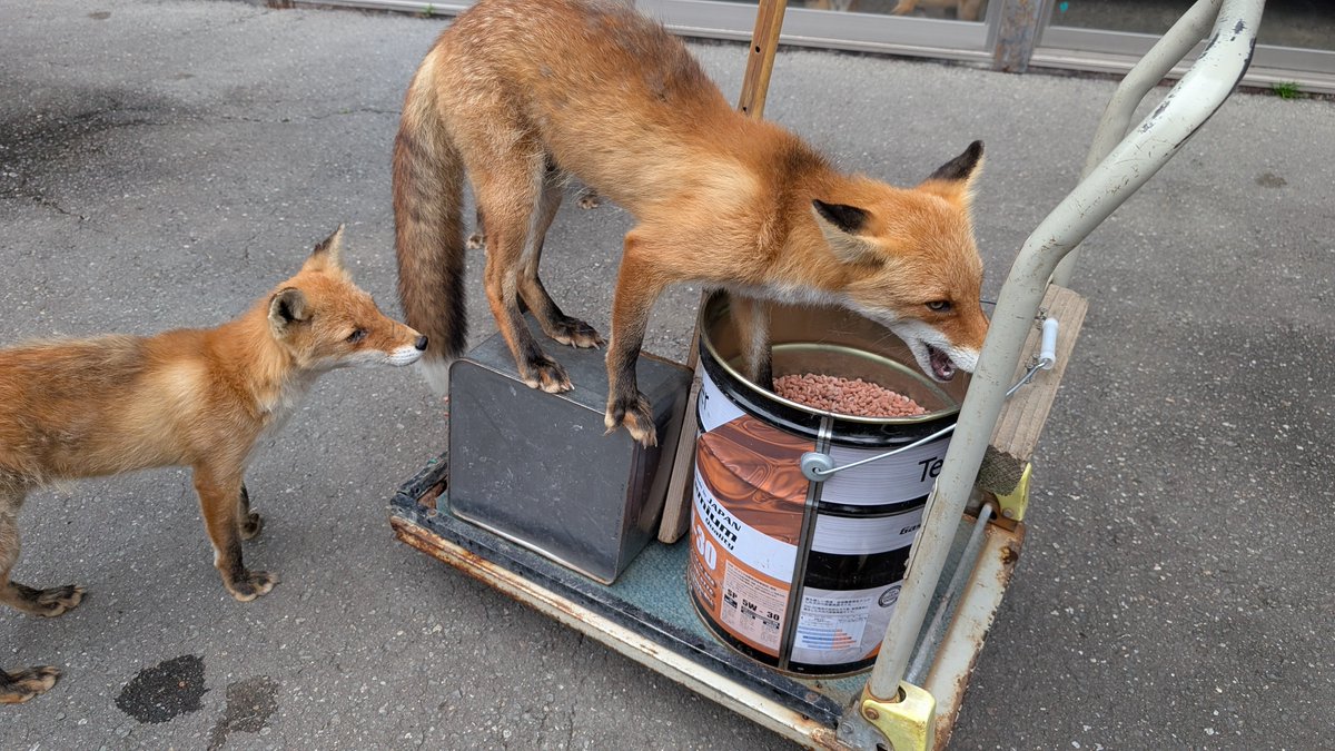kitakitsunefarm's tweet photo. 夕方、ご飯をごはん処へ補充する時に誰よりも先にバケツから直接食べるのは #ふく ♀でしたが…この日は息子 #らく ♂に先を越されてました🤭
ちゃんと後ろに並んで順番待ちのママでした😆
#北きつね牧場 #キタキツネ #食いしん坊親子 https://t.co/aJCAUVldbo