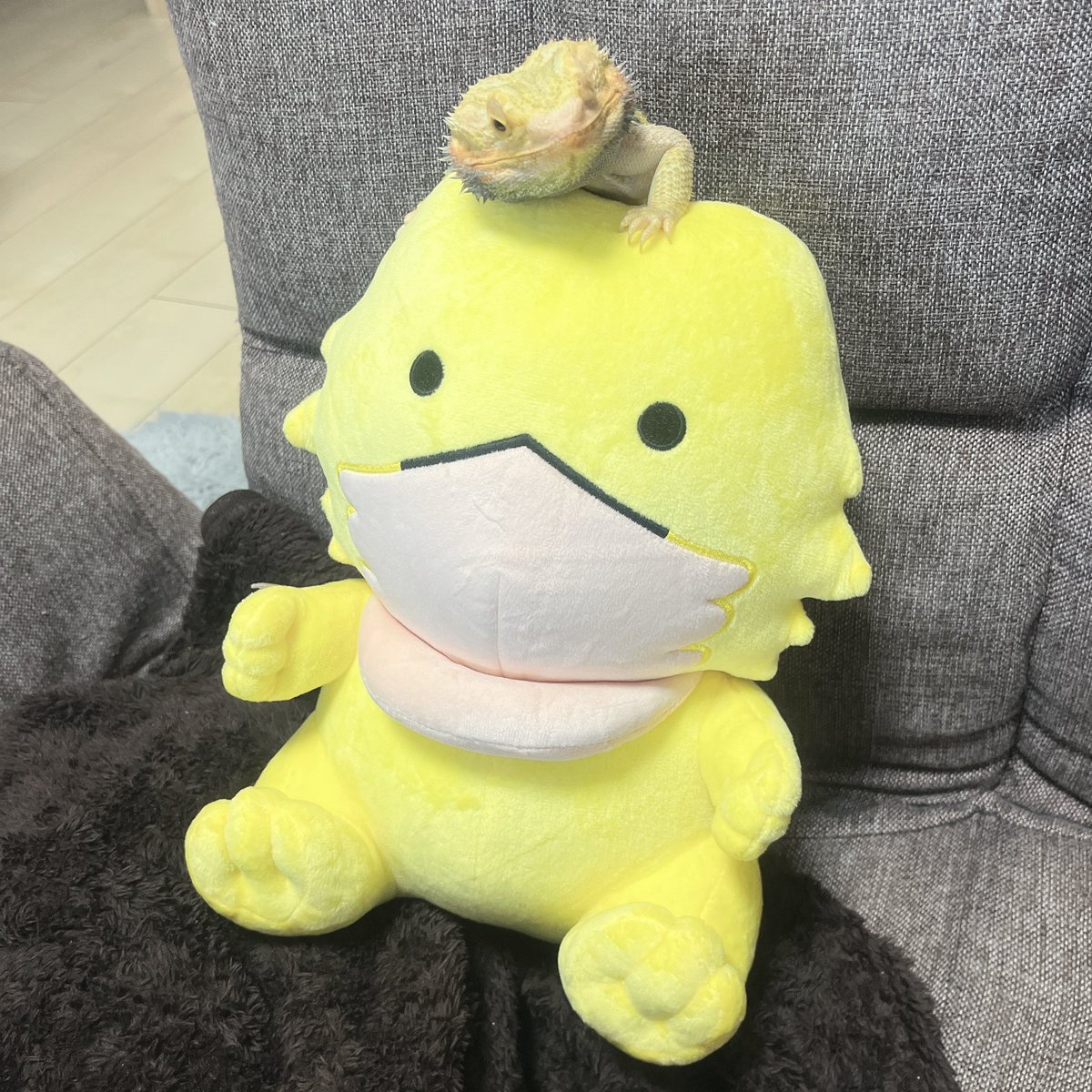 kame_no_gamera's tweet photo. こちら、@ponzou1226 さんのショップで購入させて頂きました🔆
かわいい〜、いっぱい愛でます！
@Migi_c さん教えて頂きありがとうございます😊 https://t.co/CkxJ3NQ44D