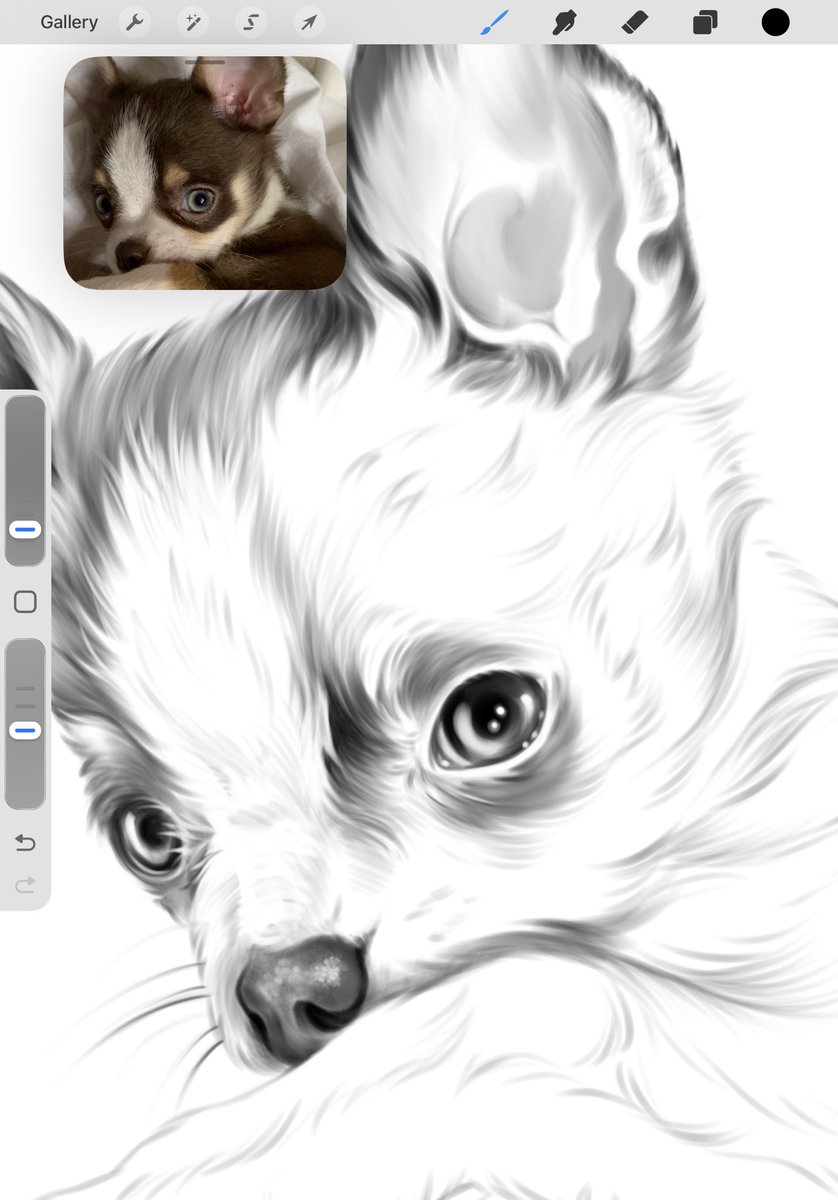 gay dog 🪲 emergency comms tweet media
