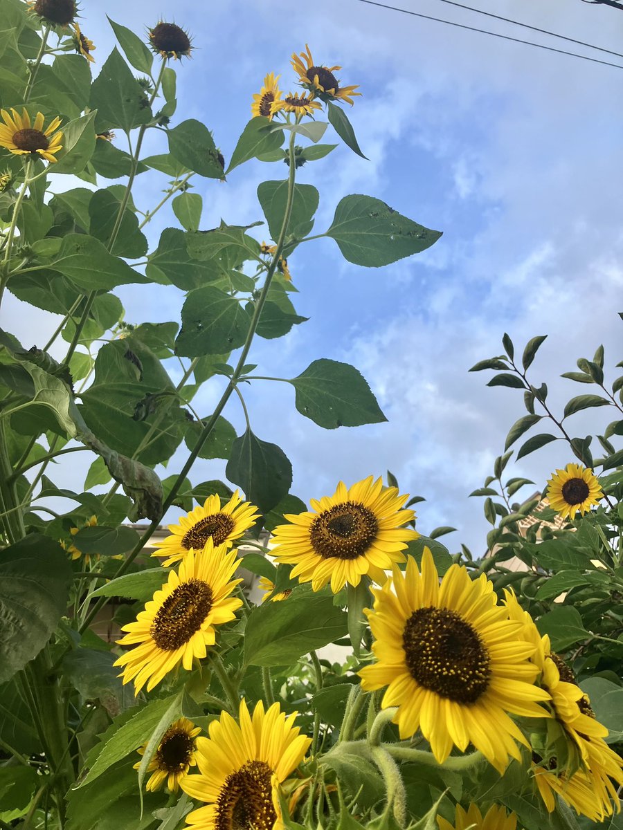 love_fighter_'s tweet photo. 梅雨明けだってね！
すでに蒸し風呂のような暑さだけど、去年の夏はどうやって生き延びたのか…🫠 https://t.co/kJU127hgmT