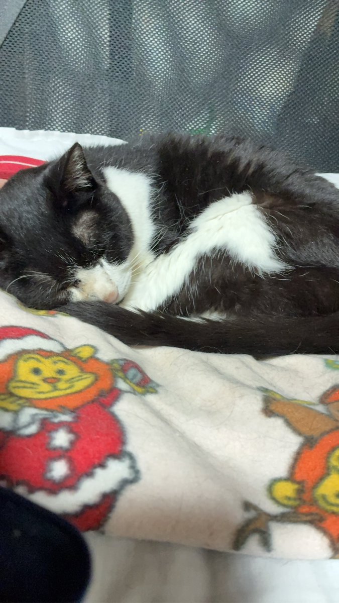 nkmrce's tweet photo. 人間の歳で20。猫年齢でやく96歳🥺 https://t.co/LnaZEnxYQl