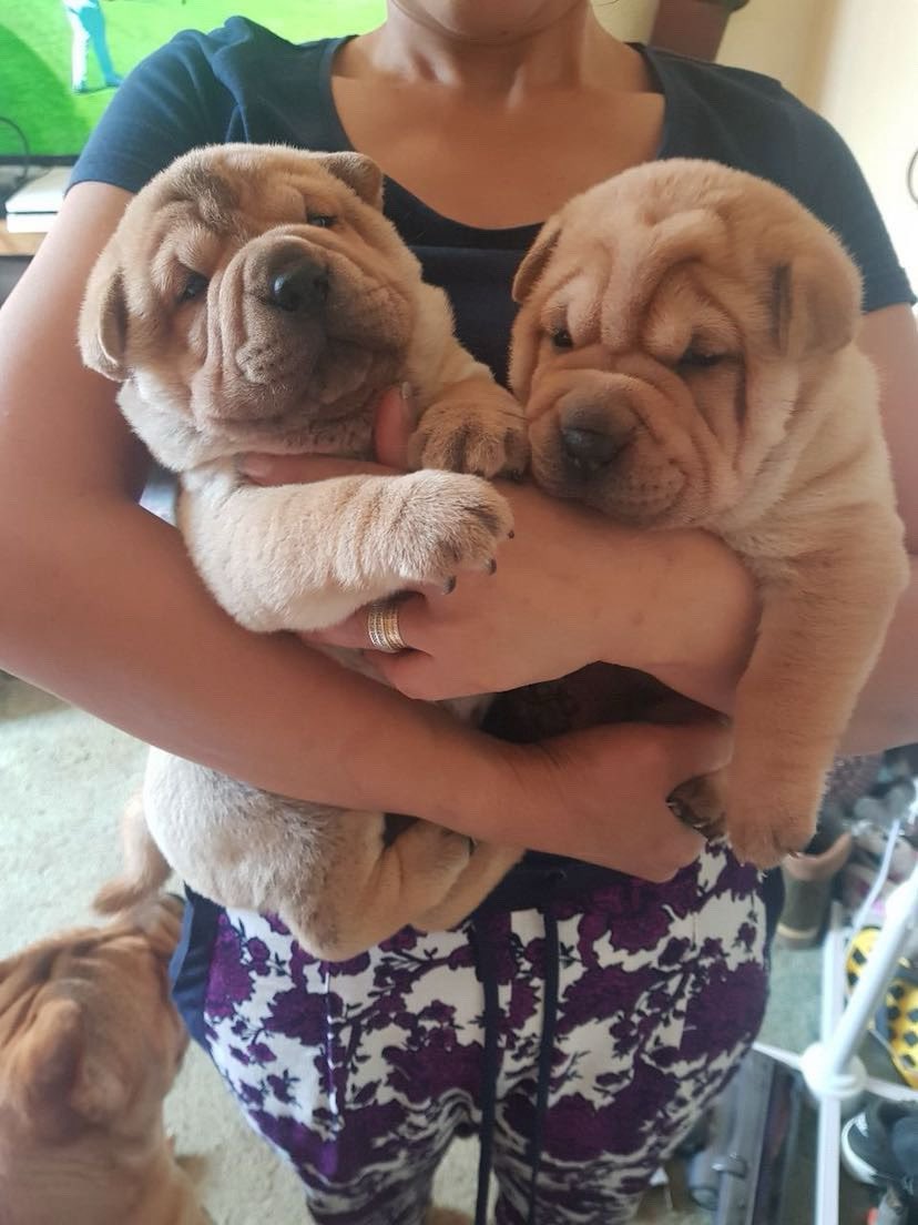 0JBREEZ's tweet photo. 🐶 https://t.co/oJkHhqL2fB