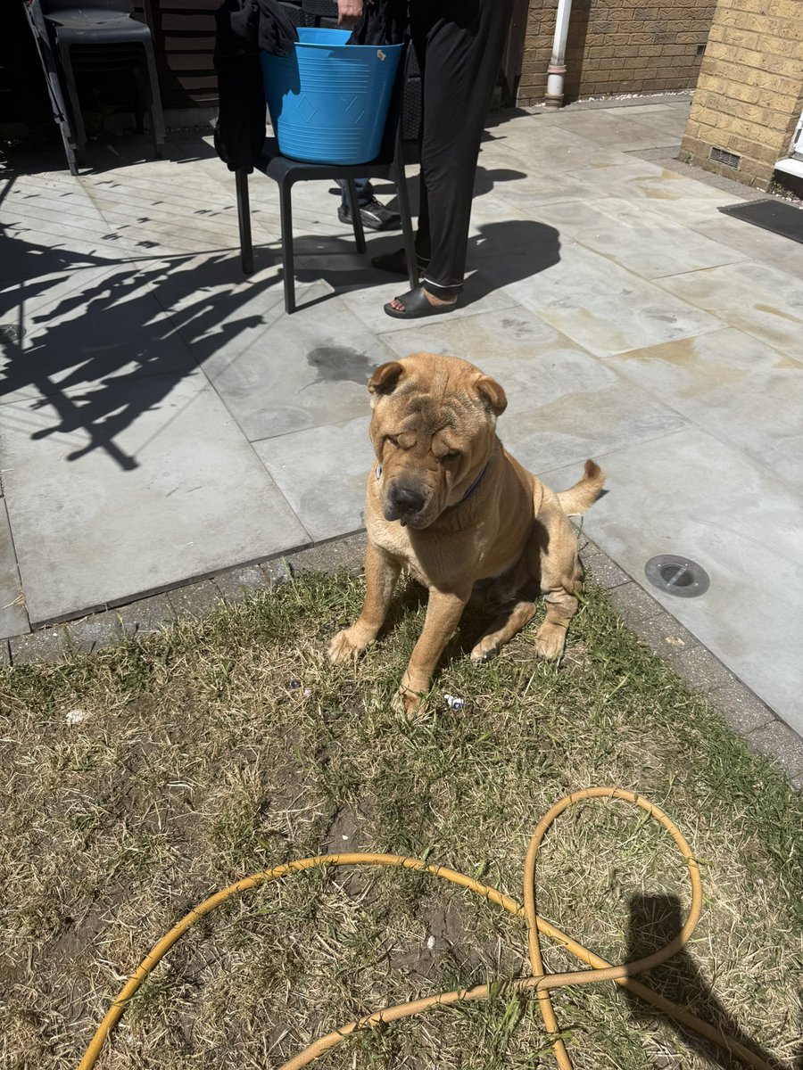 0JBREEZ's tweet photo. 🐶 https://t.co/oJkHhqL2fB