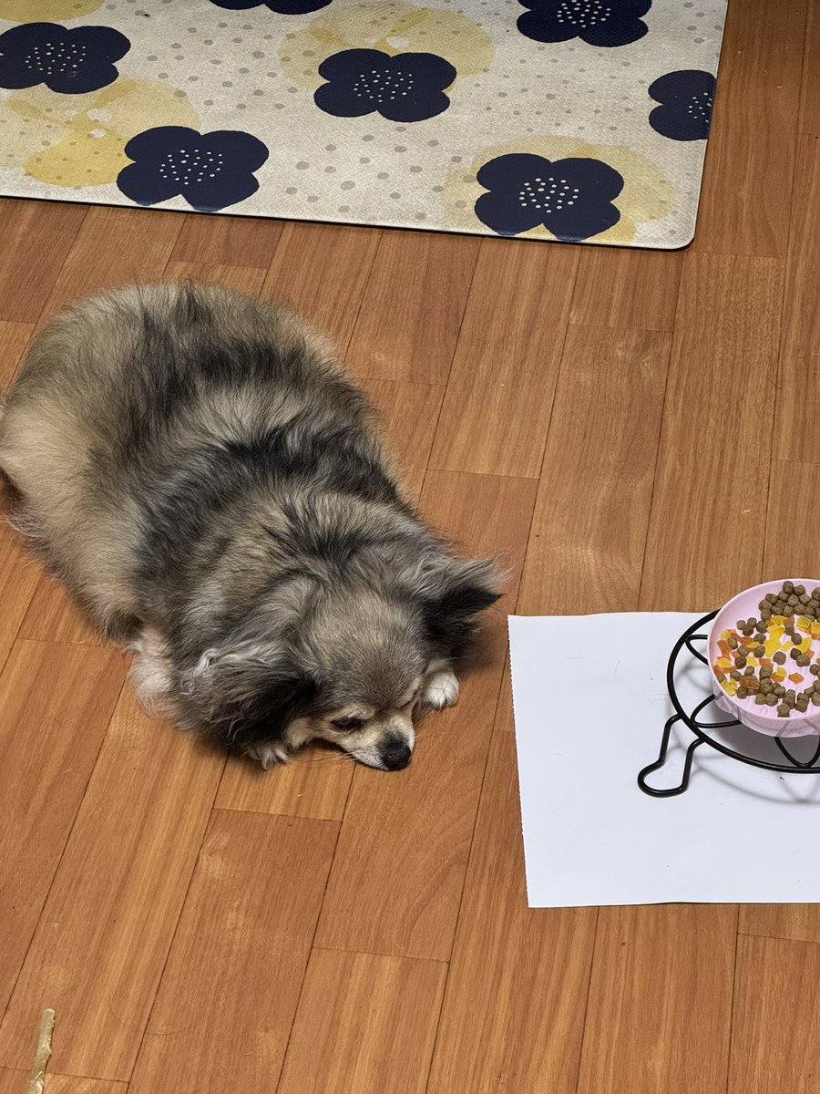 mikutomanjun's tweet photo. 姉のご飯を一口つまんでしまい、ヘビ(飼い主)に睨まれたカエル状態のアン😮‍💨

#チワワ #chihuahua #犬好きさんと繋がりがりたい #いぬのいる暮らし #dog https://t.co/JaooO3KwzA