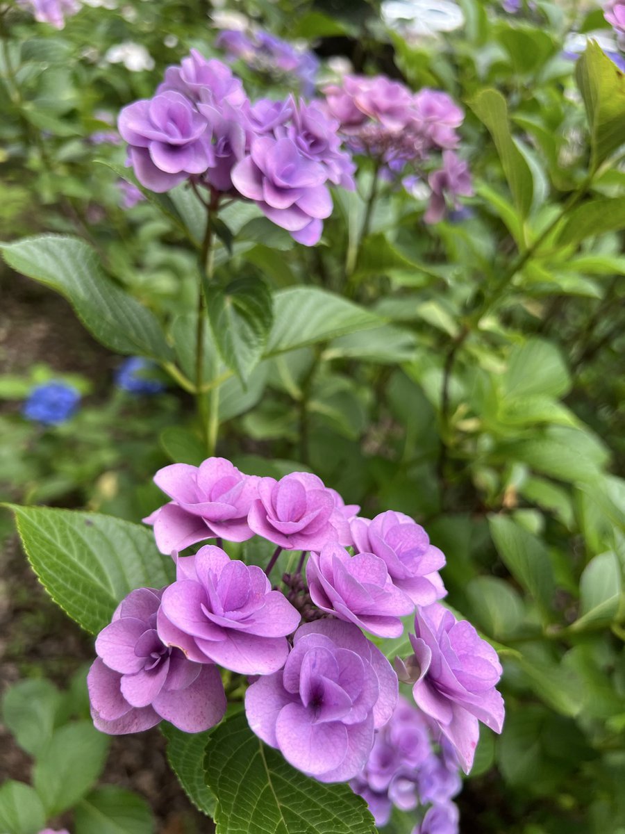 reechoral's tweet photo. 紫陽花も　いろいろな種類と色🩷🩵❤️🤍があって
ほんとに華やかですね♪♪

紫陽花は地植えにすると増えるので、土地が広くて観光地化するにはとてもよい植物。
雨☔の日も似合う花というのも紫陽花ならでは😃 https://t.co/Cfvi660T9f
