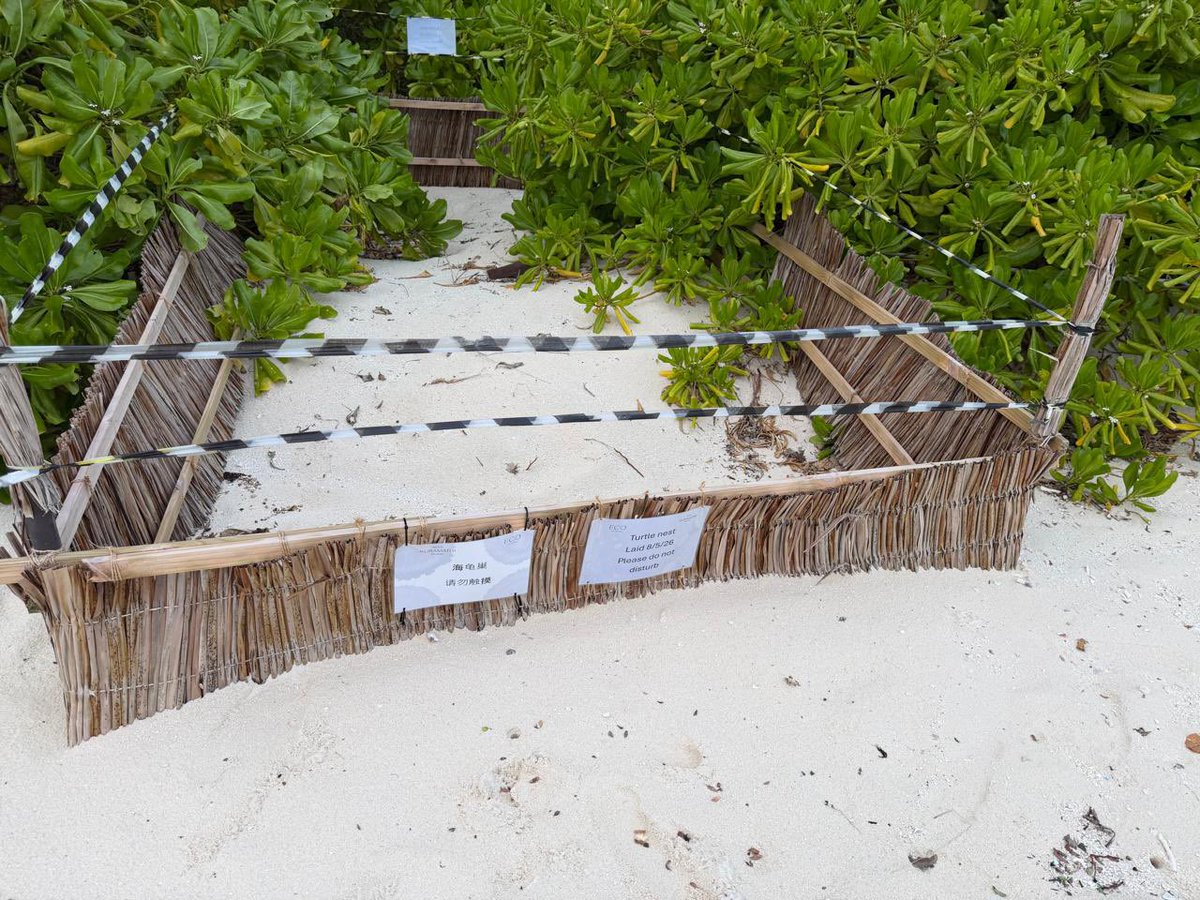 MohamedNasheed's tweet photo. Last May, turtles laid eggs at multiple locations on Kuramathi Resort Island in the Maldives. This is an annual occurrence, with nesting typically taking place between May and October each year. The resort’s ECO Center protected the nests. 

Recently, the eggs hatched and hundreds of baby turtles made their way to the ocean.  
We wish them a safe and happy life in the Maldives' oceans and beyond.  

Catching turtles is illegal in the Maldives. The Maldives generates revenue by giving locals and tourists the opportunity to watch them in their natural habitat.