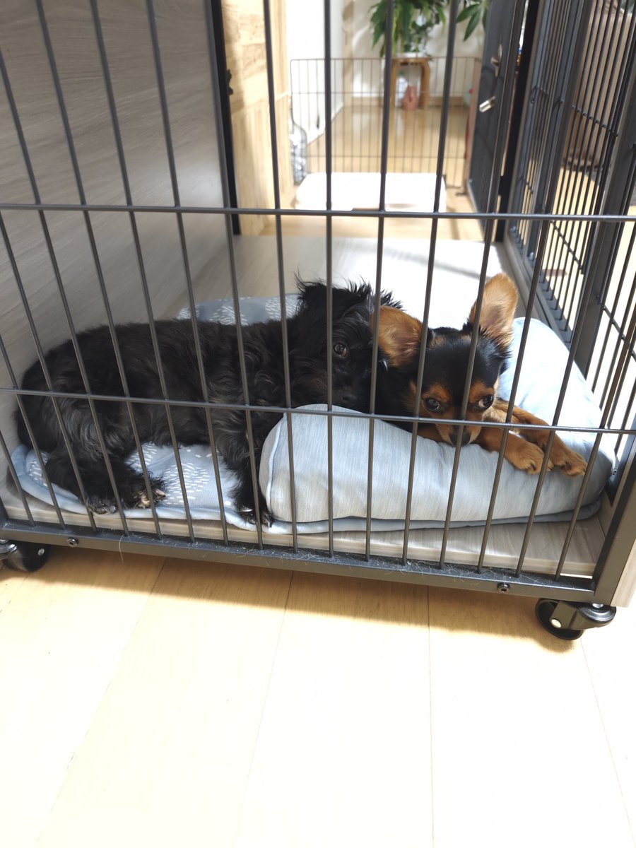 D8xLpb3's tweet photo. AIさん、可愛くしてくれてありがとう😍
＃ヨープー
＃きょうだい犬
＃AI https://t.co/RbktNAiR4g