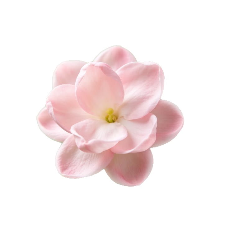 sunlinari's tweet photo. how does pinterest see you?  
• thai bl ship  
• flower 
• song lyrics  
• colour

omg i love that everything is pink!! 🌸 https://t.co/i4fDAi96Au