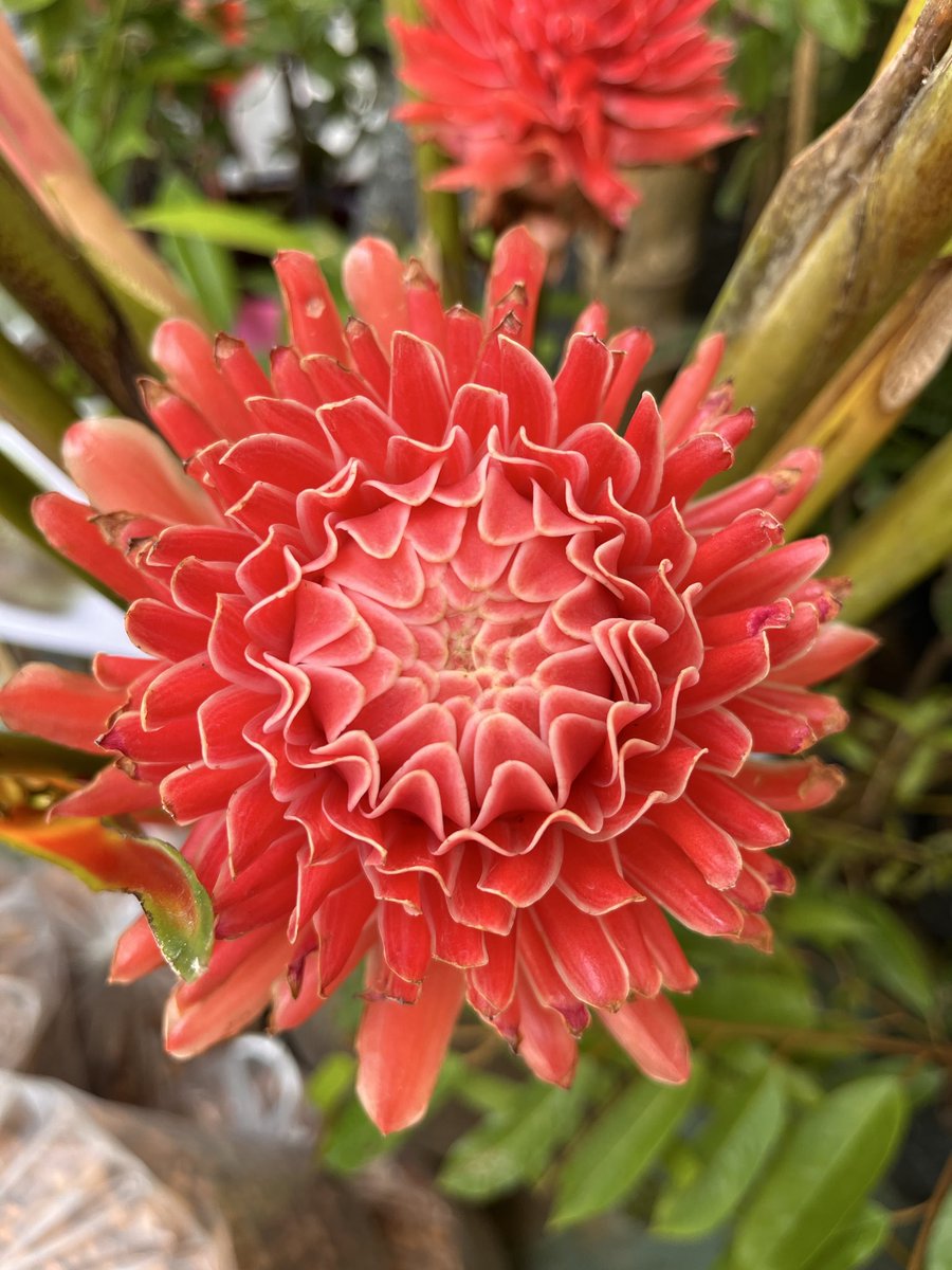 OilAr9's tweet photo. 95s extreme Tropical : https://t.co/V0HNHIGDRp
#95sextremetropical #heliconia #Origin #tropical #thailand #torchginger #trend https://t.co/0FcVE2NhPc