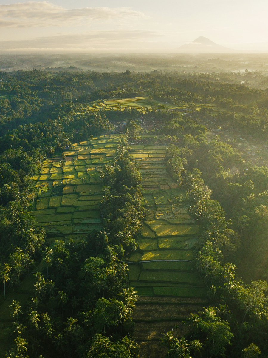 earthcurated's tweet photo. Indonesia sits directly on the Pacific Ring of Fire and has roughly 130 active volcanoes the highest concentration on Earth. Ironically, the volcanic ash is exactly why the soil is so hyper-fertile, giving life to these insanely lush, multi-level rice terraces. https://t.co/rGQPos2qdV