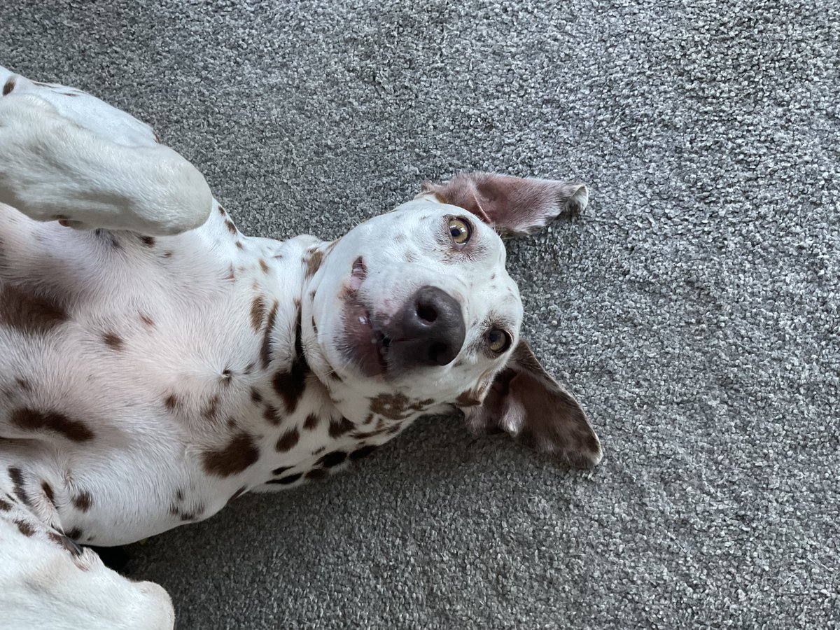 MuttMum's tweet photo. @TheNzRocketeer She’s our oldest, thankfully her brother is super healthy. Agree, cost is irrelevant when we consider what we get in return from our furry babies. https://t.co/bs9aMXHmoh
