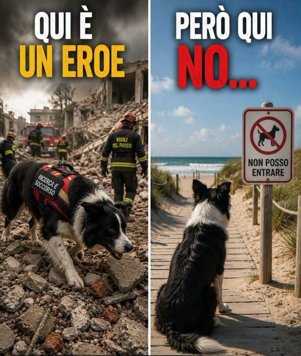 MariaRo85819362's tweet photo. I cani servono solo quando vi fanno comodo https://t.co/SoRqsFwAk4