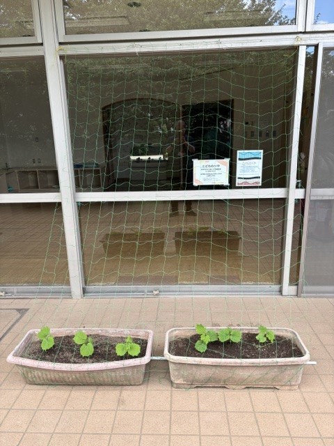 yatsucc's tweet photo. 🥒ゴーヤのグリーンカーテン始めました🥒
　こどもの部屋の前にゴーヤを植えました。少々出遅れましたが、これからすくすく成長してきれいなグリーンカーテンになる予定です。お楽しみに😃😃 https://t.co/IGh5VAnyqv