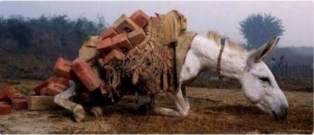 eosph0ros's tweet photo. “Eğer ki hayvanların dini olsaydı, şüphesiz şeytanı insan şeklinde hayal ederlerdi."
William Ralph Inge https://t.co/CShswHrayi