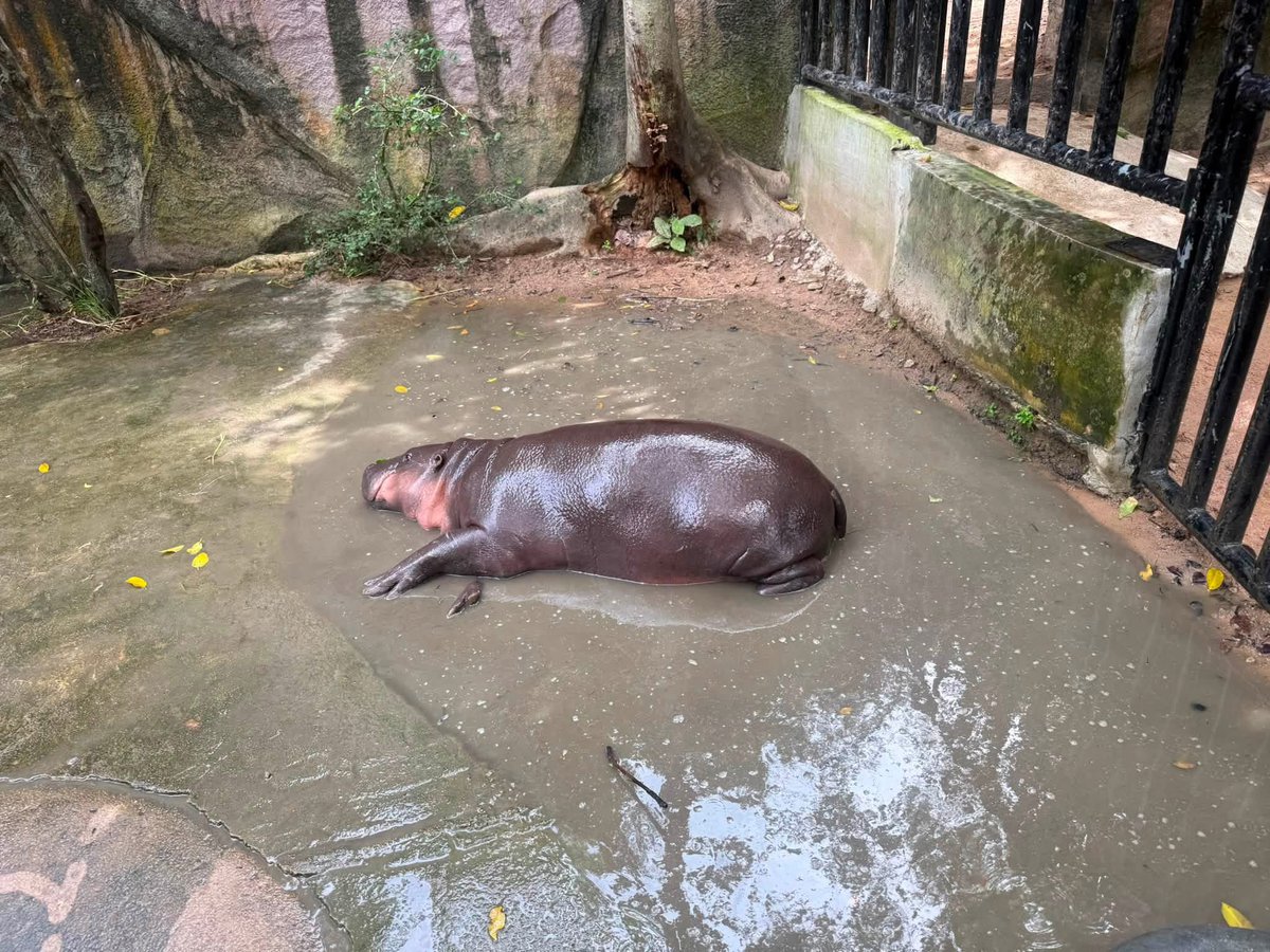 and_khamoo's tweet photo. แล้วจะมีพลูวิลล่าไปทำไม 🤣 #hippo #PygmyHippo #ขาหมูแอนด์เดอะแก๊ง #หมูเด้งเด้งกี่โมง #Moodeng #พี่ขาหมู #สวนสัตว์เปิดเขาเขียว https://t.co/4Dps5Ht9PX