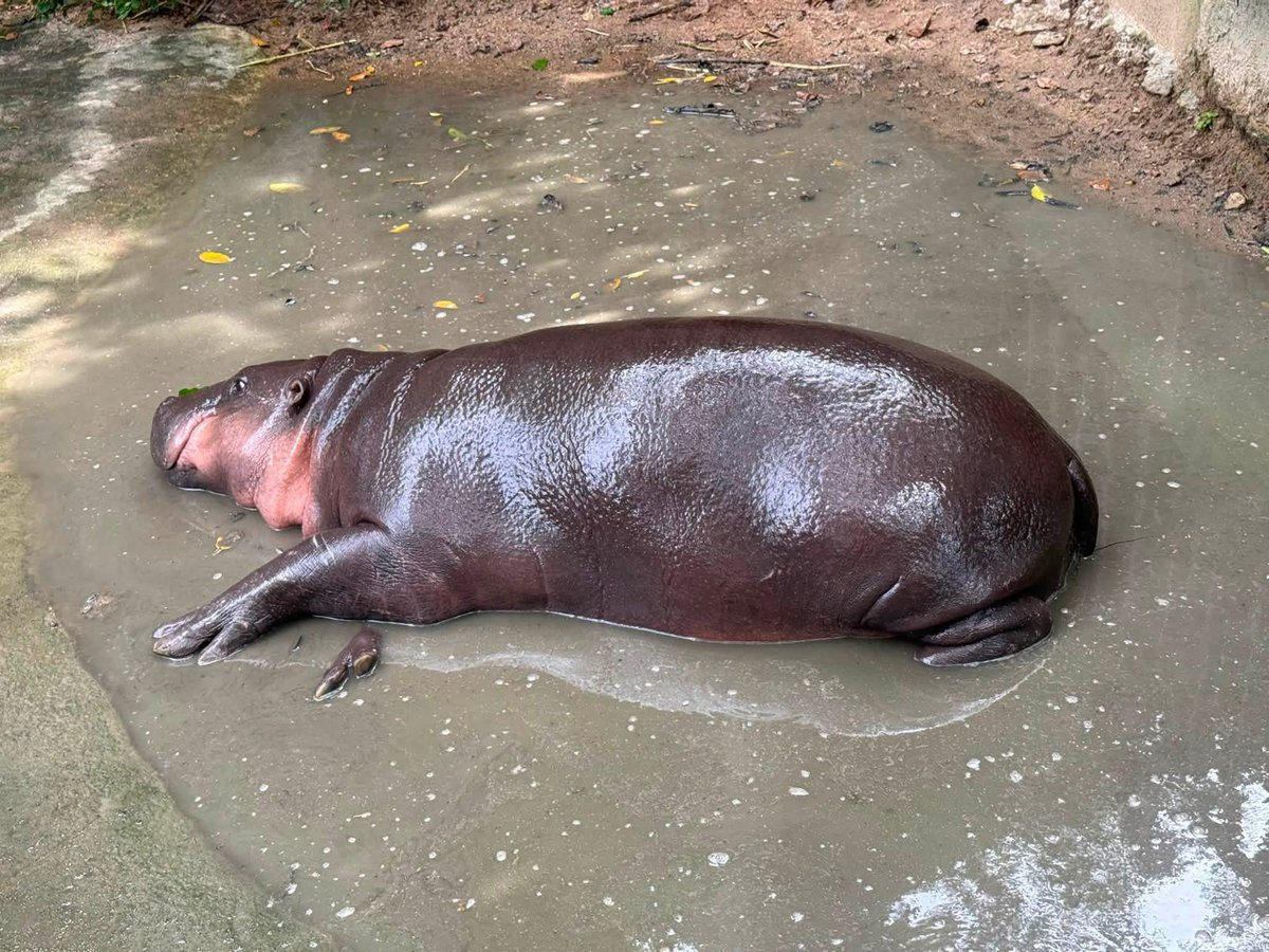 and_khamoo's tweet photo. แล้วจะมีพลูวิลล่าไปทำไม 🤣 #hippo #PygmyHippo #ขาหมูแอนด์เดอะแก๊ง #หมูเด้งเด้งกี่โมง #Moodeng #พี่ขาหมู #สวนสัตว์เปิดเขาเขียว https://t.co/4Dps5Ht9PX