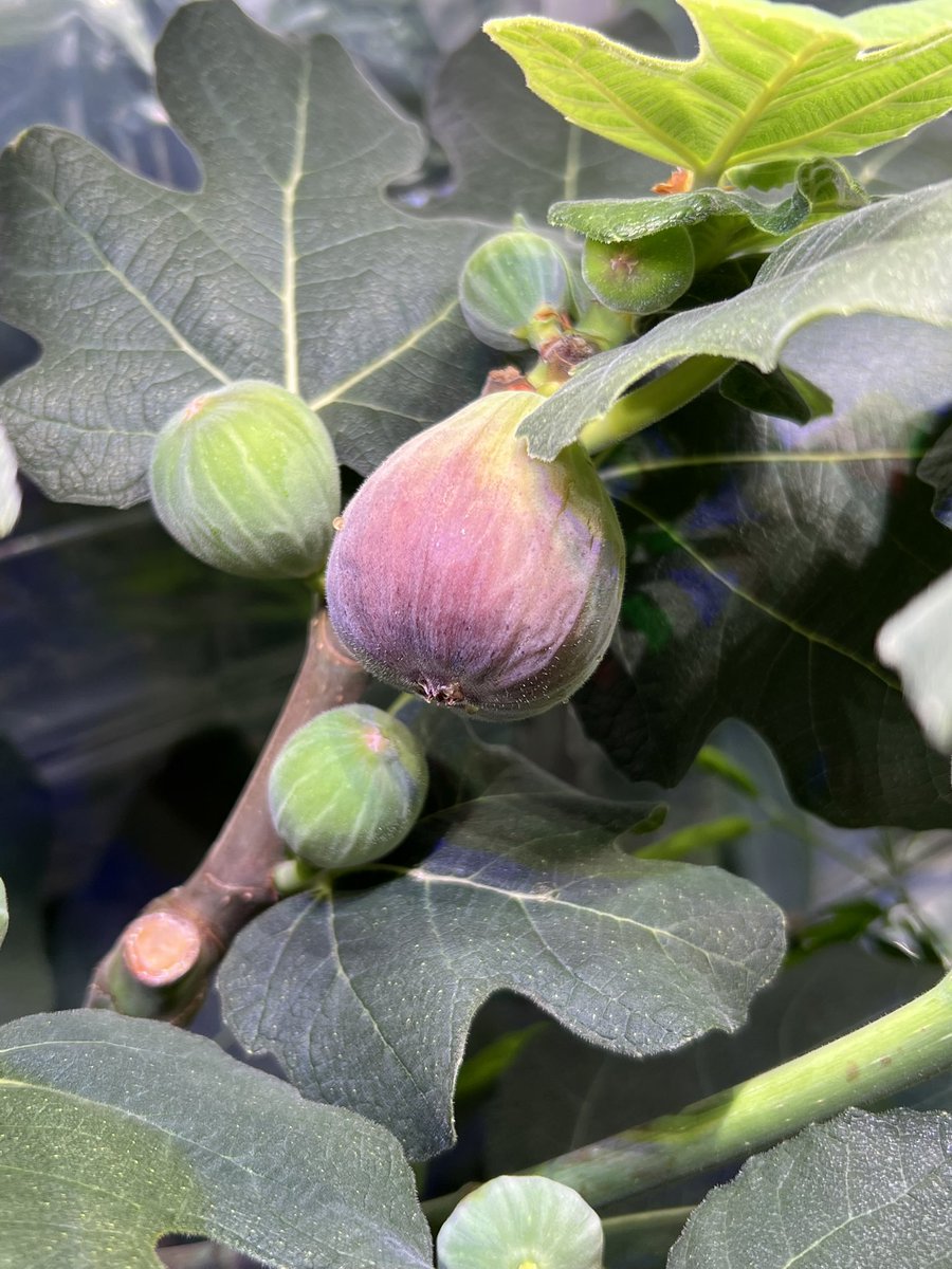 fig_numa's tweet photo. そろそろ食べられそう☺️ https://t.co/1qg5Qm3BAk