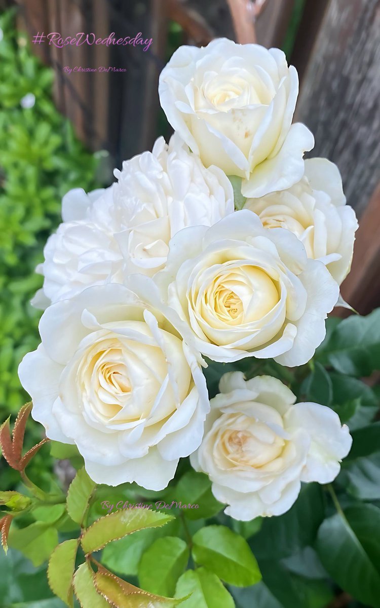 christinedemar's tweet photo. #RoseWednesday #Roses Tranquility Rose by David Austin. #MyGarden  Tranquility is known for producing large clusters of blooms. It is floriferous, and you can regularly see sprays of five, six, or even seven blooms on a single stem. Happy #RoseWednesday to all! https://t.co/9RMpa2jVV9