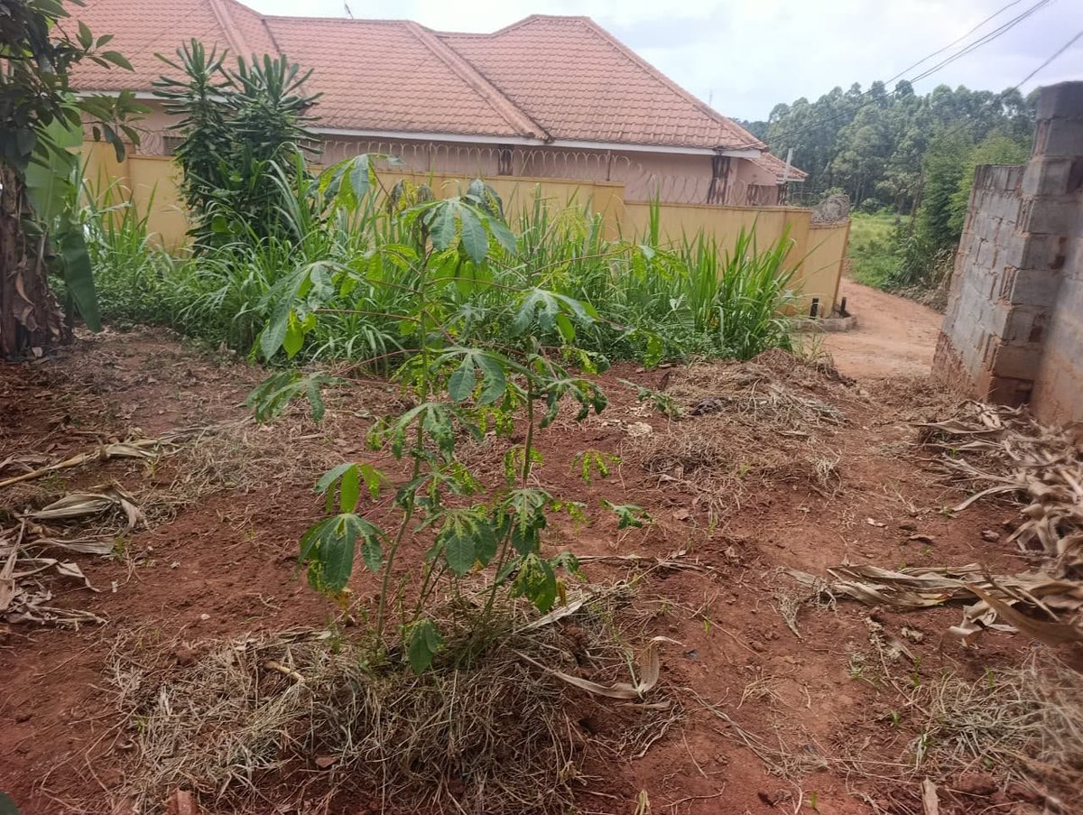 kainosExploits's tweet photo. Plot for sale in Najjera 2
Size 13 decimals = 50ft X 100ft

Price 110M ugx
Ready land title +256 776 533 521 https://t.co/SvGxqCYnpx