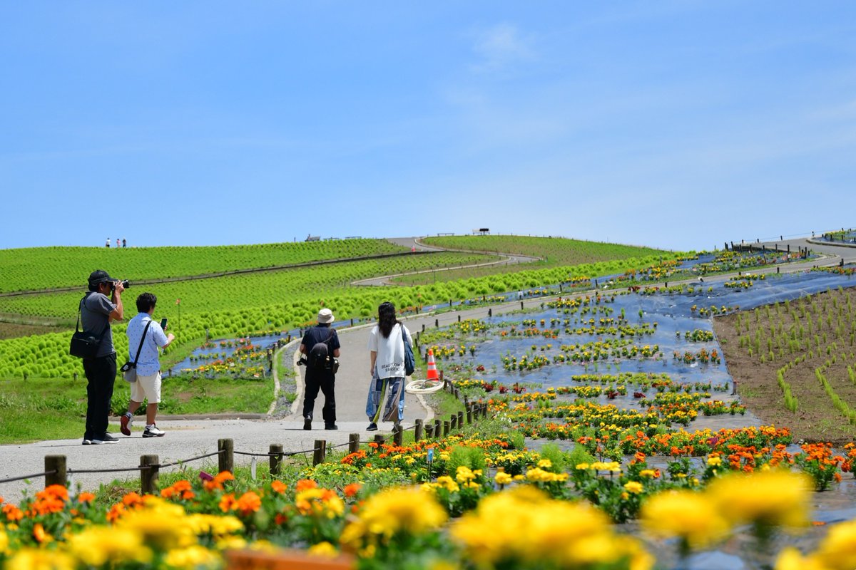 みはらしの丘では、昨年もご好評だったウェルカムガーデンの植え付けが