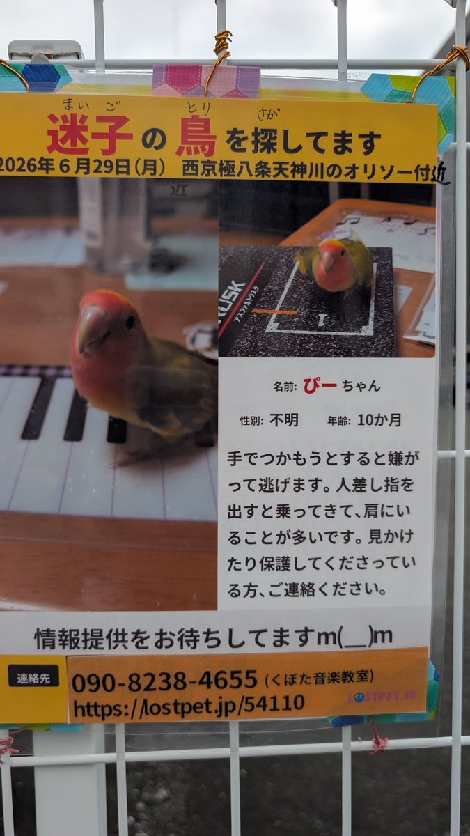 fancy_rrr's tweet photo. 【拡散希望】
京都の方、ぴーちゃん探してあげてください🐁⸒⸒ https://t.co/WkWdsKOPeC