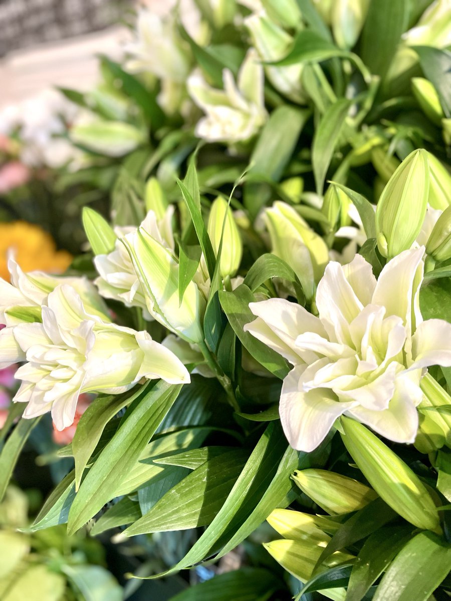 FlowerS48901380's tweet photo. 今日は少し蒸し暑いですね。
店内にはひまわり・ガーベラ・ユリをはじめ、この季節ならではの彩り豊かなお花がいっぱいです✨お盆に向けた切花やお盆商品も取り揃えております。ほおずきは数量限定です‼️ご先祖様への感謝の気持ちを心を込めたお花選びをお手伝い致します。#花屋 #近くの花屋 #水元 https://t.co/DhhjPnHvMb