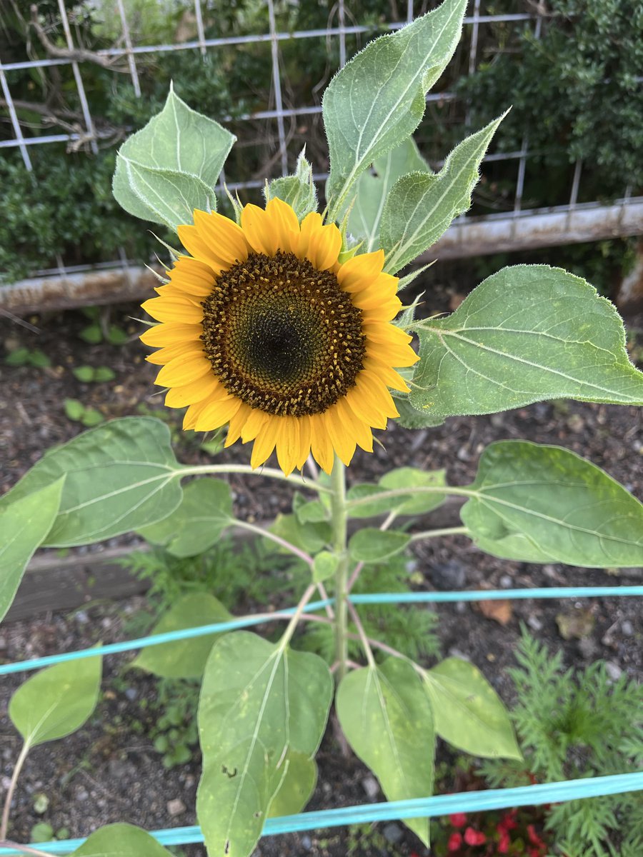 ntone0321's tweet photo. 昨日は、七夕でした🎋
一段と夏らしくなって、練習場所に向かう途中で向日葵🌻が咲いていました！

昨日は、夏やクリスマスに関する曲を練習しました。
夏の訪れと共に、新しいメンバーも一人加わり、新しい気持ちになって歌いました✨

#エヌトーン　#女声合唱
 #合唱やろうぜ https://t.co/VtONphfXu5