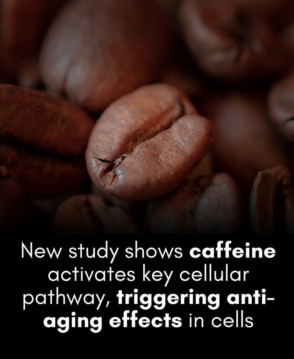 ShiningScience's tweet photo. ☕️ Your morning coffee might be doing more than waking you up—it could help your cells fight aging. 

Here’s how caffeine may slow the clock. 

 Scientists at Queen Mary University of London and the Francis Crick Institute have found that caffeine activates a key energy-sensing pathway in cells known as AMPK. This pathway influences how cells grow, repair damage, and handle stress—three essential processes for healthy aging. Using fission yeast as a model, the study uncovered how caffeine indirectly regulates another crucial growth regulator, TOR, by flipping the AMPK "fuel gauge" switch.

The implications are intriguing: this mechanism might one day lead to caffeine-based therapies to promote longevity, similar to how the diabetes drug metformin works. While this early research was conducted on yeast cells, the AMPK-TOR pathway is highly conserved across species, making the findings a promising first step. Until such treatments exist, your morning cup of coffee might already be offering more than just a jolt of energy—it could be giving your cells a longer lease on life.