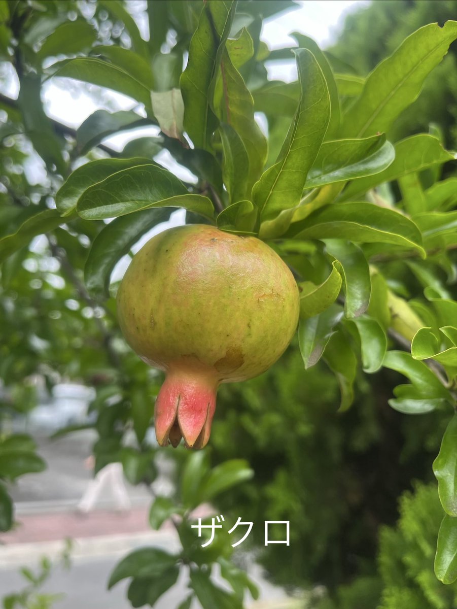 Junko_Squirrel's tweet photo. 暑くならないうちにお散歩だーい https://t.co/wTCunlSFdM