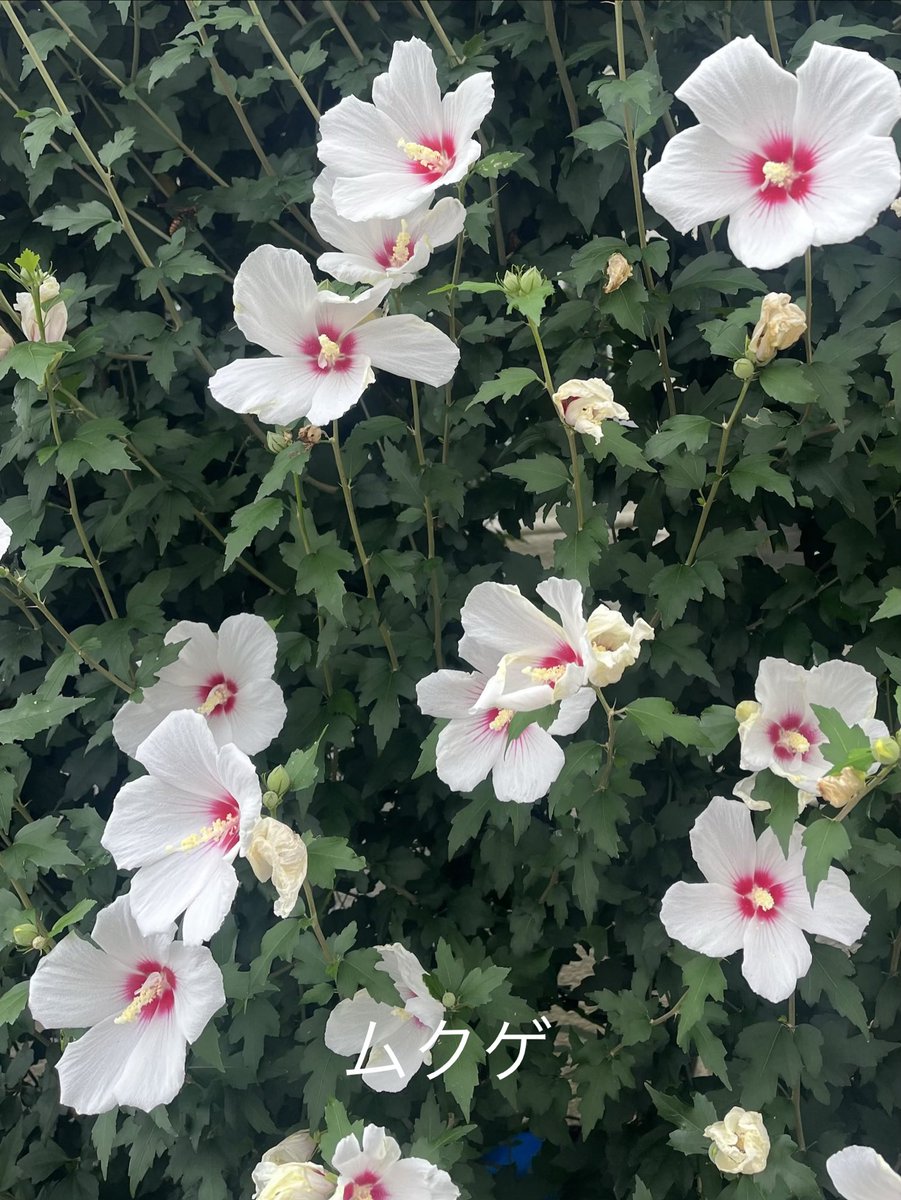 Junko_Squirrel's tweet photo. 暑くならないうちにお散歩だーい https://t.co/wTCunlSFdM