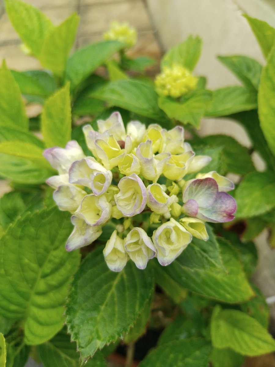 thesky_sa's tweet photo. Blossom...
#紫陽花 https://t.co/vThsiiBjbZ