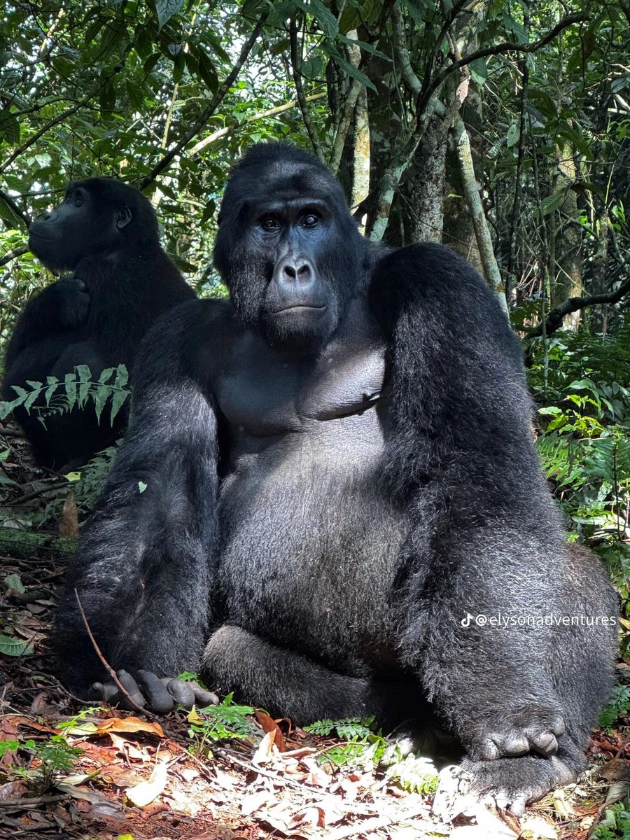 ugandauncovered's tweet photo. With about 20 primate species left in the wild, Uganda has firmly established itself as one of the premier global destinations for primate research, conservation, and eco-tourism.

Monkeys, Chimpanzees, Mountain gorillas and many others
#ExploreUganda #VisitUganda 🇺🇬🇺🇬 https://t.co/7a9YlhfWzy
