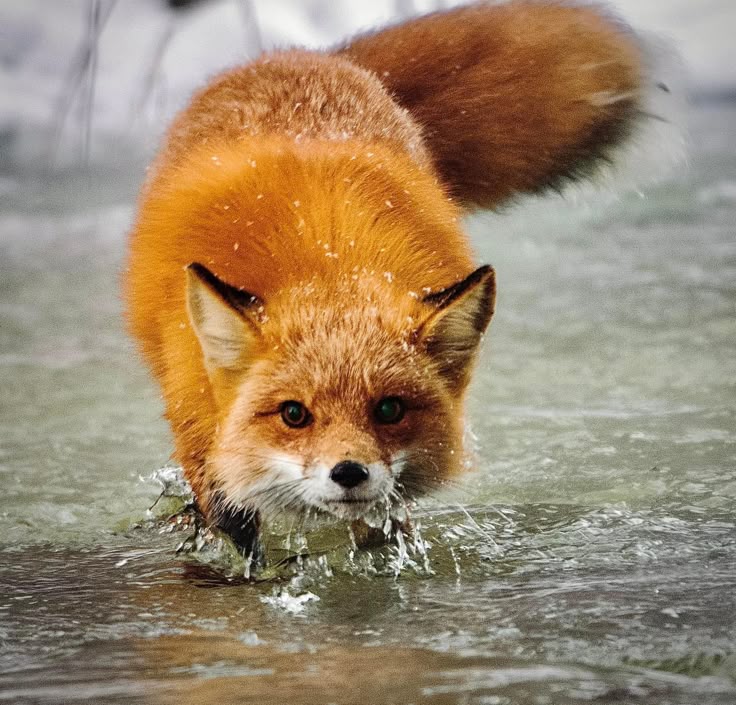 TheFoxLife's tweet photo. https://t.co/6vBhUyoDMv