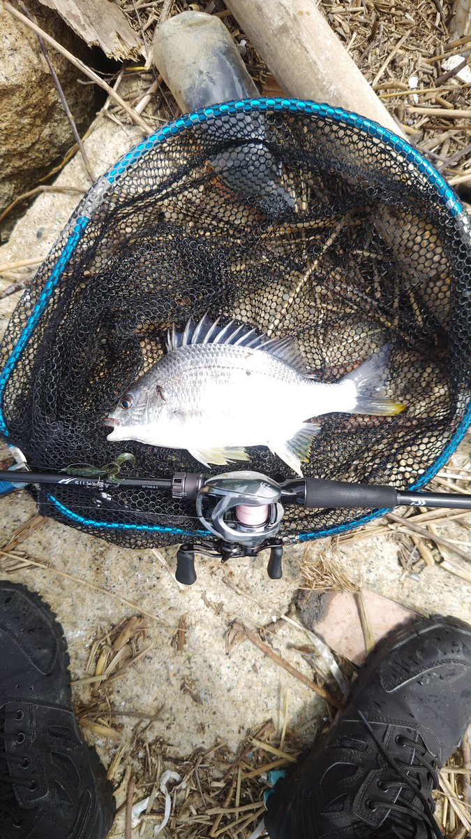 YaMaBez's tweet photo. 本日のМ前釣果。
なかなか渋かったけど、なんとか4枚キャッチ

アーバンクローラー♯淀川スペシャル
コーバイチュー♯カモフラッシュ
で2匹ずつヒットしました😊
#チニング
#淀川
#シルバーウルフ https://t.co/LFmAtt0NV1