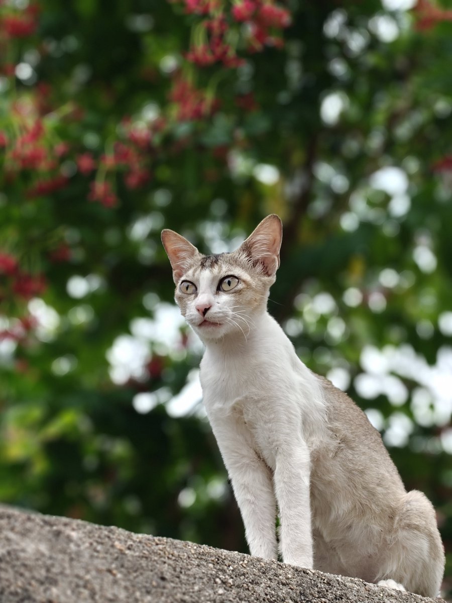 mrinalpain's tweet photo. Cat Photography Series 📸 https://t.co/zA6trVEWsR